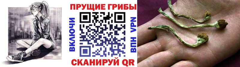 Купить где  Семикаракорск  Галлюциногенные грибы мицелий 